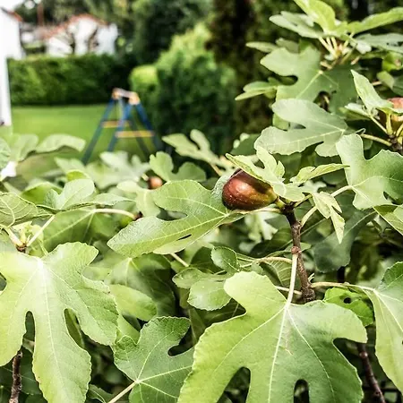 Pouringraz Fuer Kunst- Und Tennisliebhaber * グラーツ