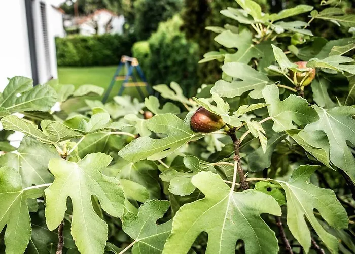Pouringraz Fuer Kunst- Und Tennisliebhaber * Štýrský Hradec